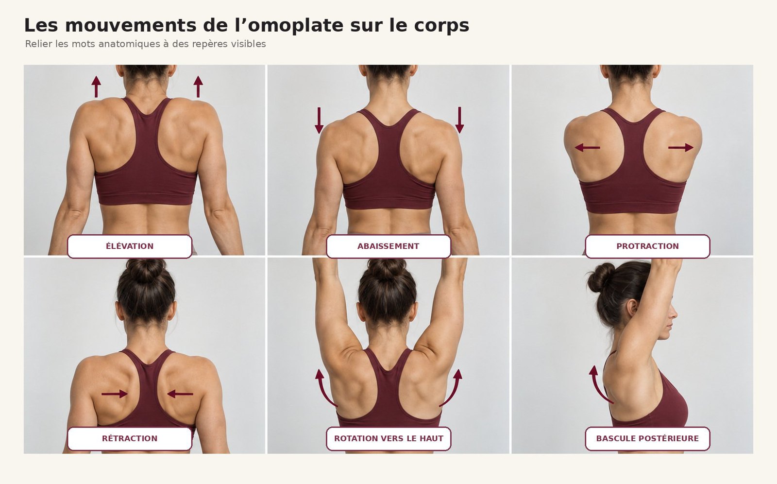 Anatomie et mouvements des épaules
