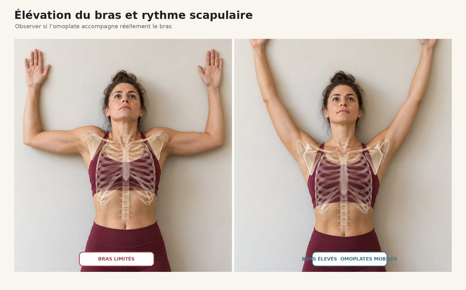 Anatomie et mouvements des épaules