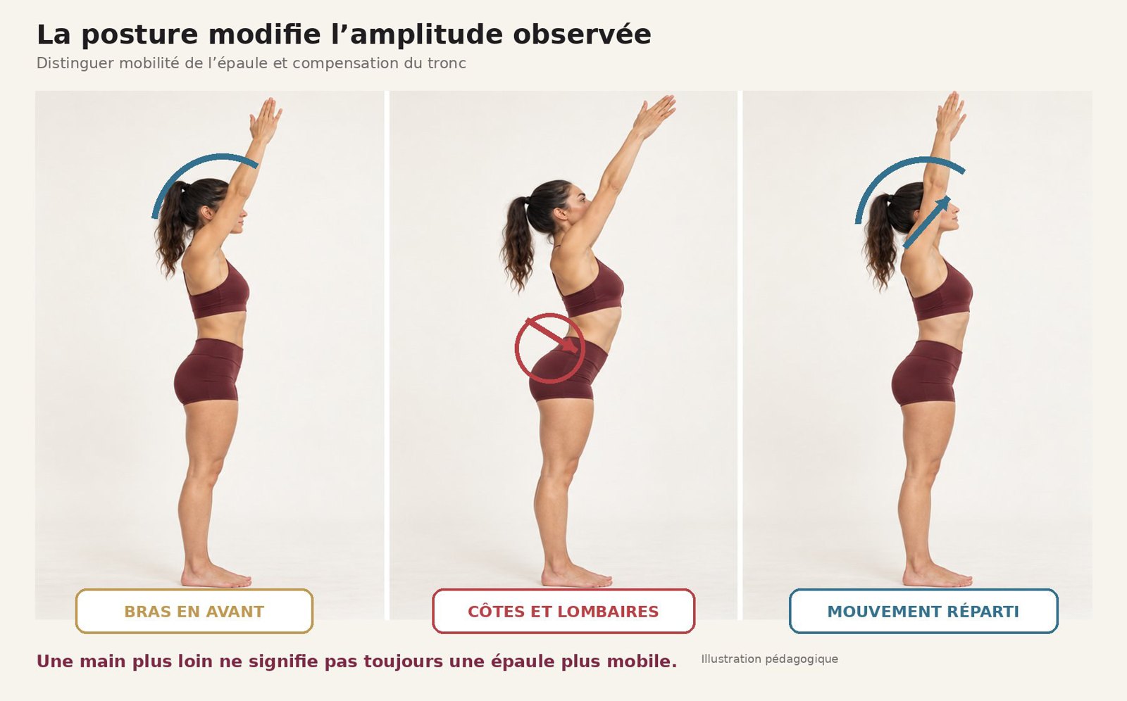 Anatomie et mouvements des épaules