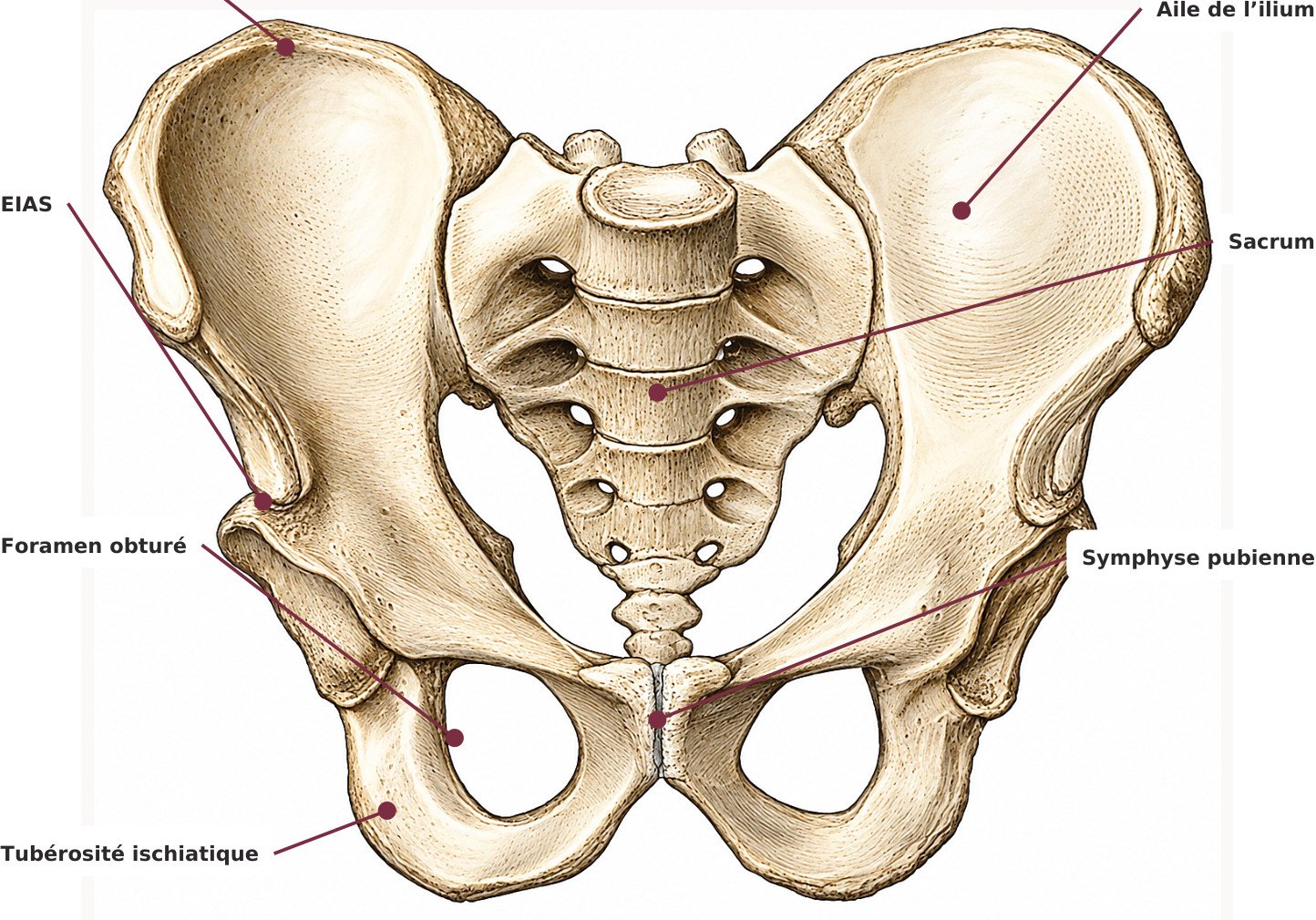 Anatomie des hanches et du bassin