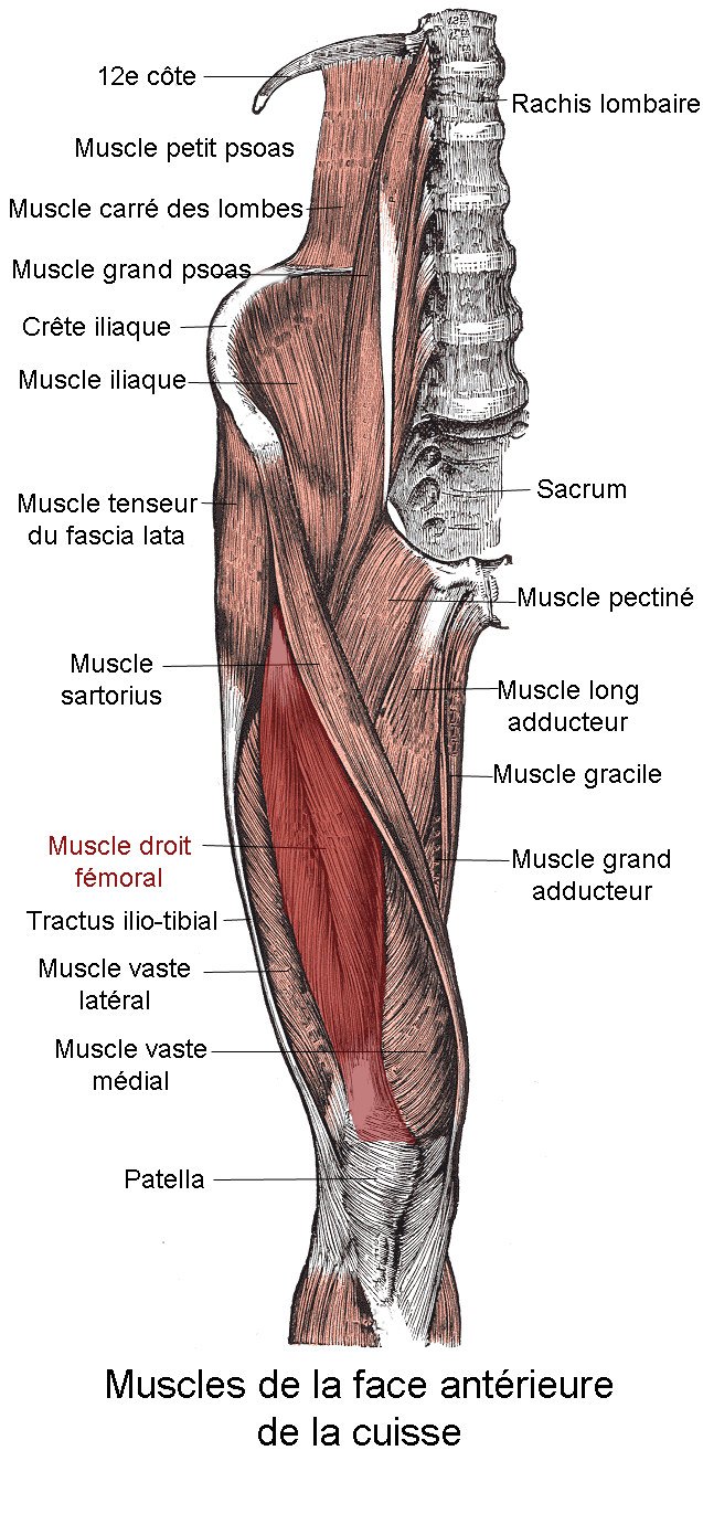 Ischio-jambiers, adducteurs et quadriceps