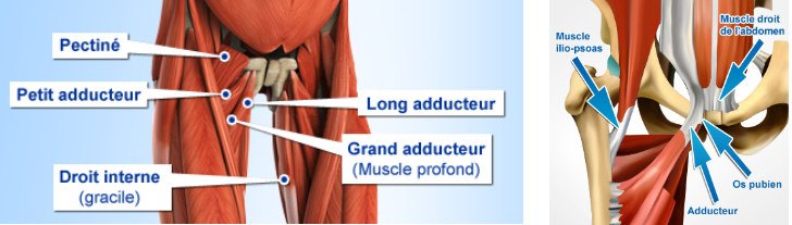 Ischio-jambiers, adducteurs et quadriceps