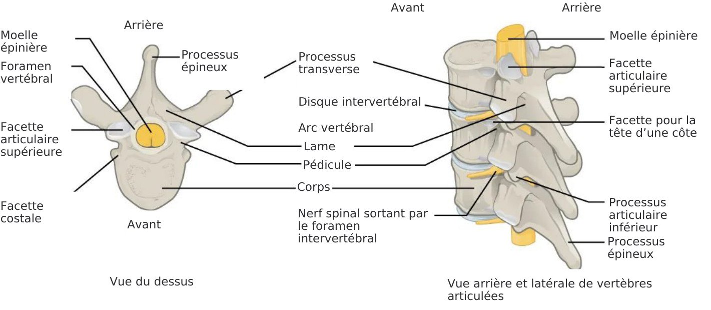 La colonne et ses structures