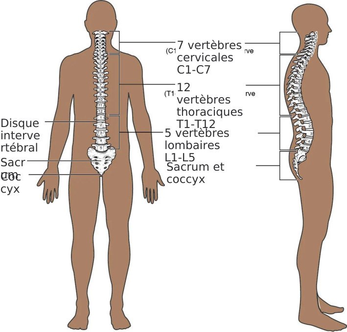 La colonne et ses structures