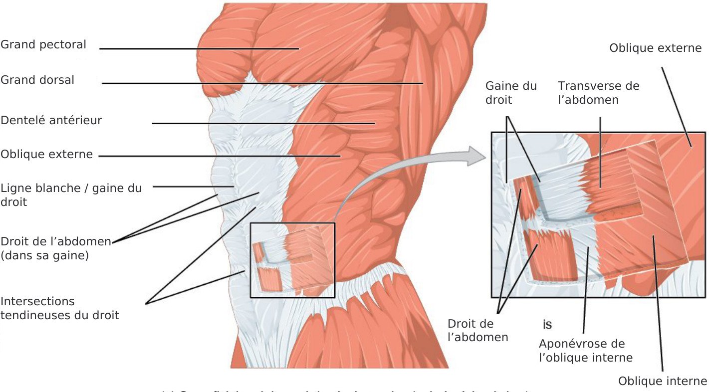 Thorax, bassin et muscles de la rotation
