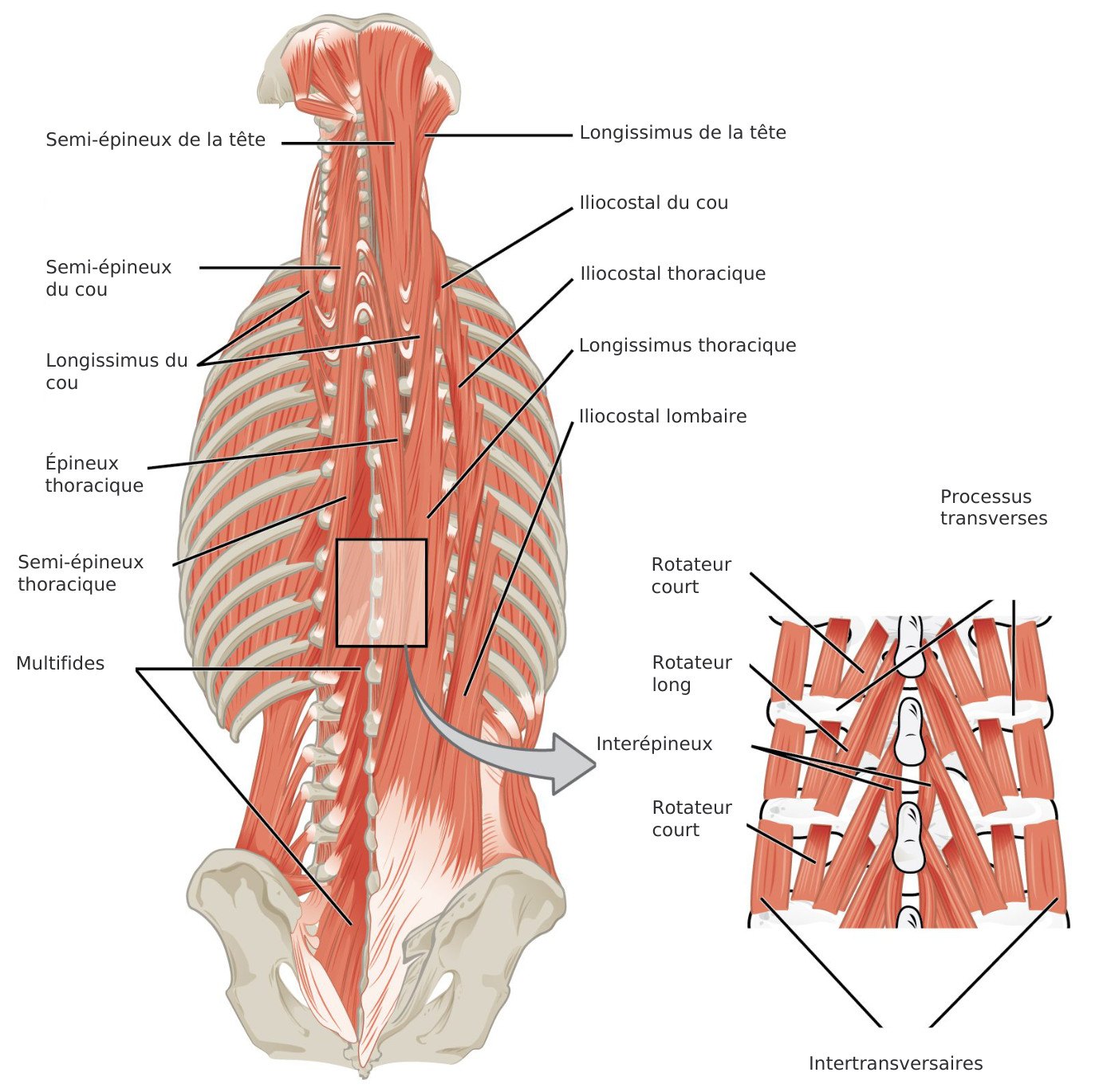 Dos profond, psoas et respiration
