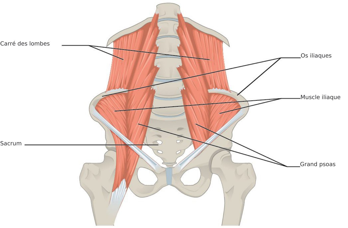 Dos profond, psoas et respiration